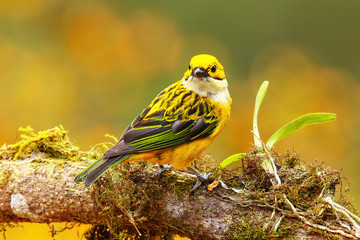 Silver-throated tanager (Tangara icterocephala) sitting on a branch