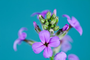 Fototapeta na wymiar Hesperis matronalis flower on a blue background.