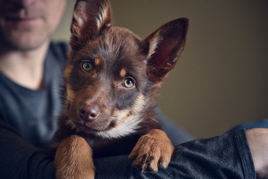 Kelpie pup