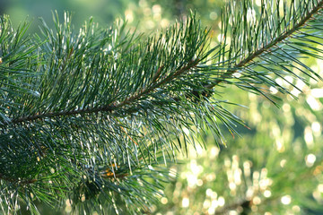 Sun rays in the forest through green blurred pine needles closeup with bokeh and copy space.