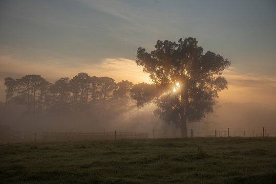 Sunrise and tree