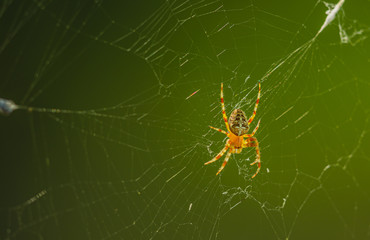 Na zdjęciu widzimy pająka czekającego na swoją być może pierwszą w tym dniu ofiarę.