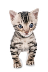 Obraz premium munchkin bengal kitten