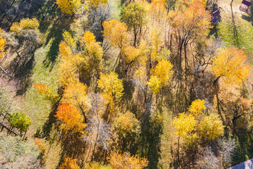 aerial view of park trees during calm sunny autumn day. drone point view