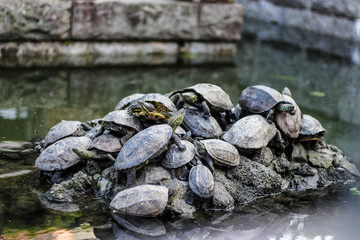 Fototapeta na wymiar Cluster of turtles gathered on a rock in a pond