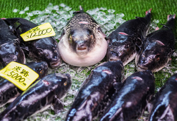 Fugu blowfish sitting on ice at a market in Japan