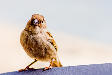 sparrow on a fence