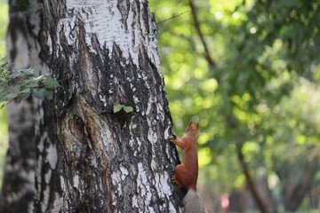 squirrel on a tree