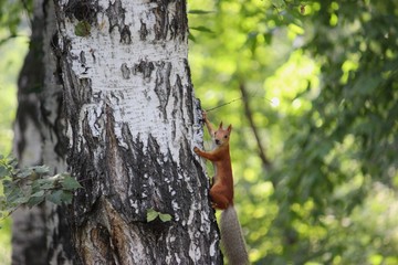 squirrel on a tree