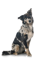 australian shepherd in studio