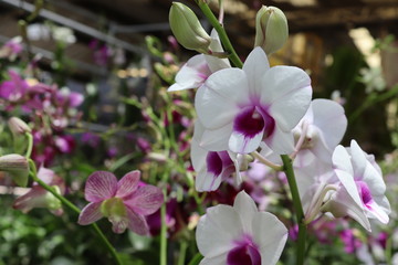 Fototapeta na wymiar Orchid flowers purple blooming hanging in pots blurred background closeup with copy space at plant flower nursery and cultivation farm.