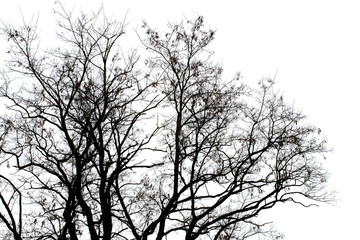 Silhouette of a bare tree on a background of light sky