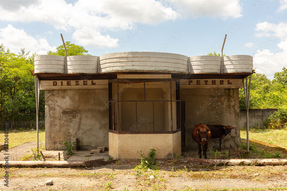 Canvas Prints Shot of cows at a soviet petrol station in Georgia