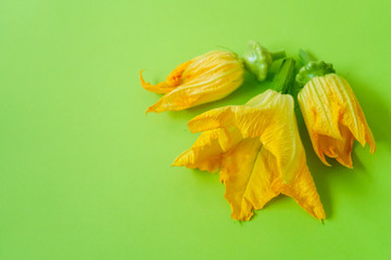 Yellow inflorescences of zucchini and squashes on a green background