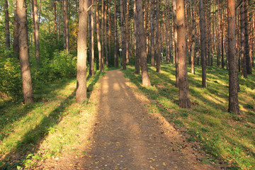 Pinery. Hiking trail. Belokurikha. Altai region.