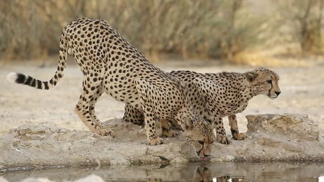 Two alert cheetahs (Acinonyx jubatus) drinking at a waterhole, Kalahari desert, South Africa