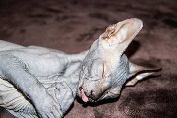 Sphinx gray cat sleeps. Beautiful hairless Sphynx gray kitten.