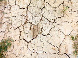 Young plant growing up on crack earth, Global warming theme green grass rising on burned cracked ground. As background for your art design