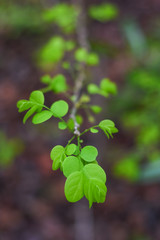 Wild Plant leafs