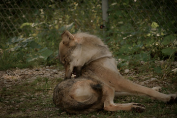 wolf sitting in the grass