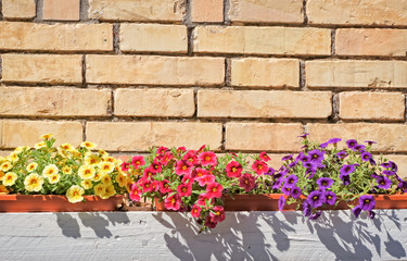 Fototapeta na wymiar Colorful flowers on brick wall with copy space