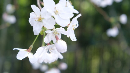 桜1