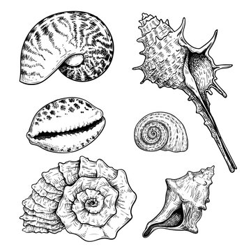 Sea shells sketch set. Hand drawn vector drawing of different types sea and ocean shells. Vector illustrations collection isolated on white background.