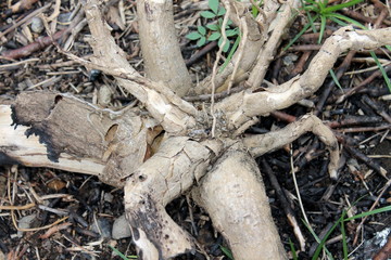 tree roots in the sand