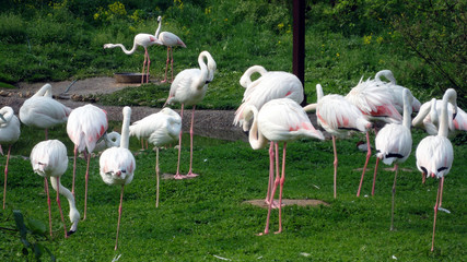 group of flamingos park of birds Kaluga Russia
