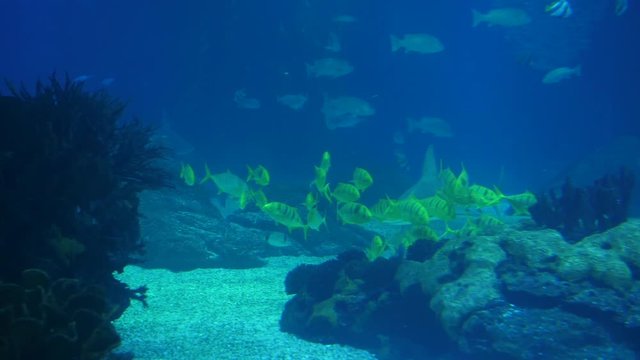 beautiful shoals of fish deep underwater world oceanarium aquarium