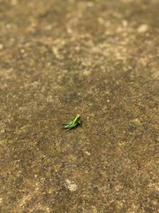 frog on the leaf