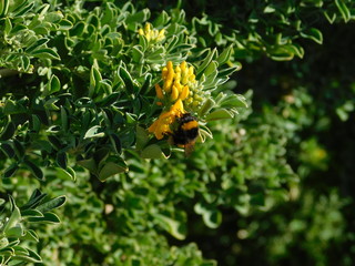 Medicago or alfalfa arborea or moon trefoil, wild plant with beautiful yellow flowers, and a carpenter bee