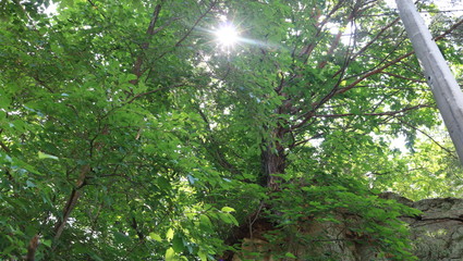 Fototapeta premium sun shining through the trees