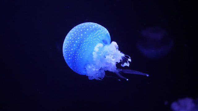 Atlantic sea nettle jellyfish
