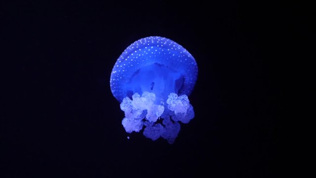 Atlantic sea nettle jellyfish