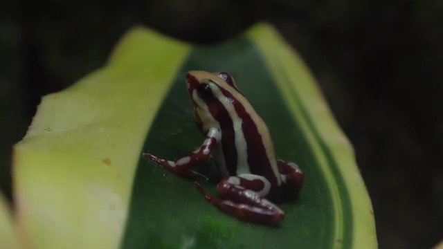 Phantasmal poison frog in nature