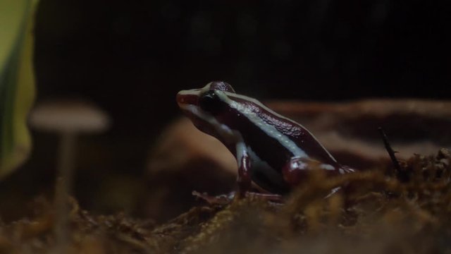 Phantasmal poison frog in nature