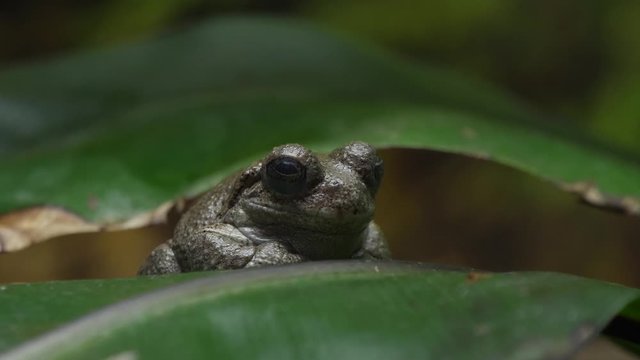 little frog in nature