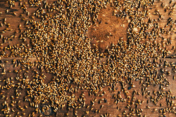  Wheat Grains on the wooden background