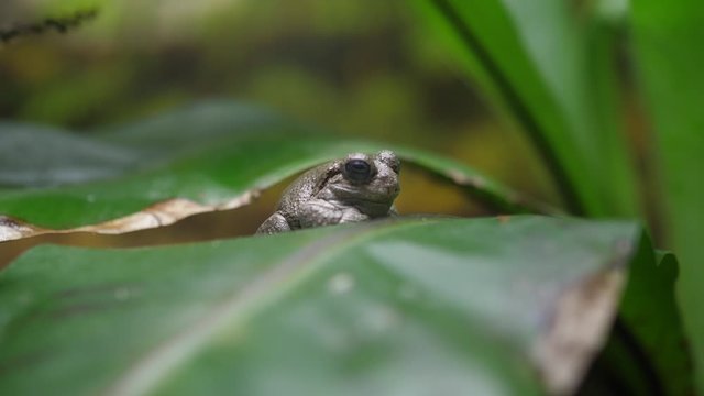 little frog in nature