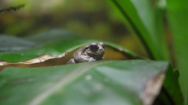 little frog in nature