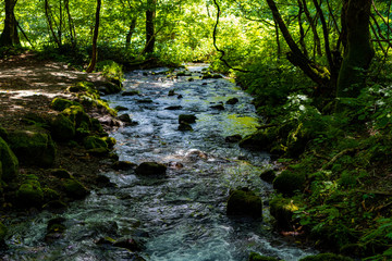 Obraz premium 木谷沢渓流