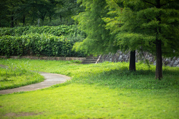 path in the garden
