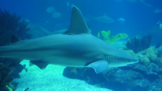 sandbar shark biology aquarium 