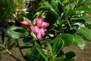 Close up pink tropical adenium flower. Summer concept. Fresh green Nature background
