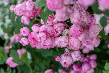 Rose flowers grow on a Bush
