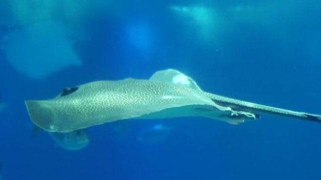 leopard whipray biology aquarium 