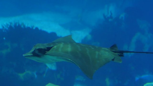 leopard whipray biology aquarium 