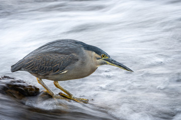 The striated heron standing on a rock looking into the water waiting for its prey. The striated heron is also known as mangrove heron, little heron or green-backed heron. 