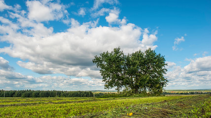 a lone tree stands on a green meadow against the background of clouds in summer